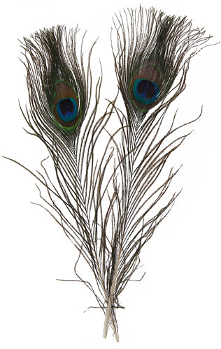 PEACOCK EYES